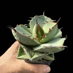 2026年最新】ジャガーノート アガベの人気アイテム - メルカリ