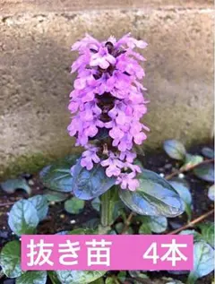 ２苗✨アジュガ✨抜き苗✨ピンク✨葉はライトグリーン✨匿名配送 71kF09eIaiL._AC_UF350,