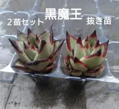 ⑳多肉植物エケベリア【黒魔王】２苗セット抜き苗 ブラックエボニー黒壇エボニー