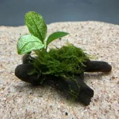 2026年最新】アヌビアス 斑入りの人気アイテム - メルカリ