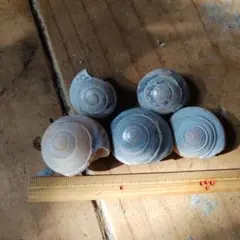 貝殻 5個セット 淡いクリーム色と青色の模様