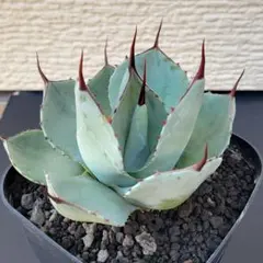 2026年最新】パリートランカータの人気アイテム - メルカリ