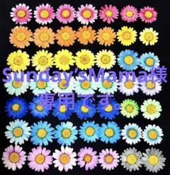 押し花素材、Sunday’Mama様専用です。カラーノースポール。49枚。