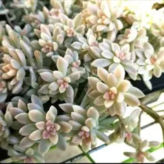 姫秋麗錦 5カット苗 セダム 多肉植物 - メルカリ