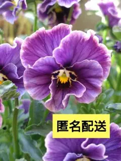 15粒＋α✨ラピスラズリ✨種子✨パープル系✨ビオラ✨匿名配送のサムネイル