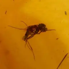 LA596虫入り琥珀化石 ミャンマー カムティかタナイ産 9900万年前