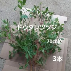 ドウダンツツジ 切り枝 生花 枝物　70㎝　3本のサムネイル