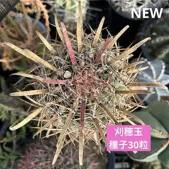 Kenboo  &  Ken'ｓfarm様 リクエスト 2点 まとめ商品