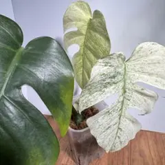 た*芸様 モンステラ デリシオーサ実生苗 ミント系ハーフ斑入り - メルカリ