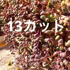 ルビーネックレス　カット苗　多肉植物
