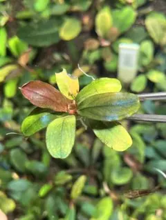 タッチン様 リクエスト 2点 まとめ商品