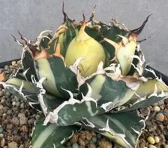 2026年最新】チタノタ錦 アガベの人気アイテム - メルカリ