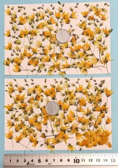 Hiro様 リクエスト 2点 まとめ商品