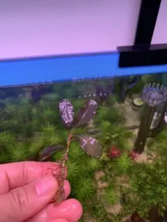 sarutomo1019様 リクエスト 3点 まとめ商品