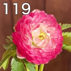 2026年最新】堀切園 クリスマスローズの人気アイテム - メルカリ