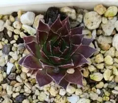 こい様 リクエスト 2点 まとめ商品