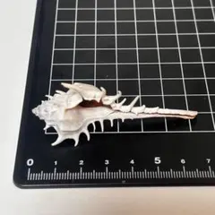 アクキガイ科 貝殻標本 小さな貝殻 ヤドカリのお宿 置物
