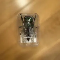 セミ ゼンマイおもちゃ昆虫 リアルフィギュア