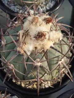 魔天竜 大株 実生 鉢植えメルカリ便送料込み 魔天竜 実生 鉢植えメルカリ便送料込み 魔天竜 実生 大株 鉢植え