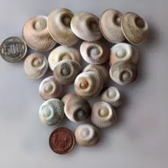 サザエ 貝殻 蓋 4.5cm前後 2個セット - メルカリ