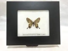2026年最新】アゲハ蝶 標本の人気アイテム - メルカリ