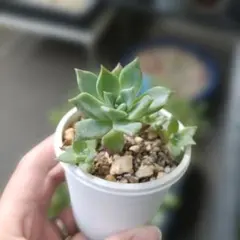 多肉植物　おひめ　つぶつぶ屋のサムネイル