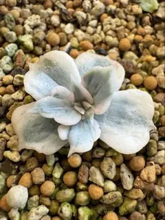 ❤️専用❤️リラシナ錦❤️抜き苗　　　　　　　　　　　　　　　　　週末セール♪ 2025年最新】リラシナ錦の人気アイテム - メルカリ