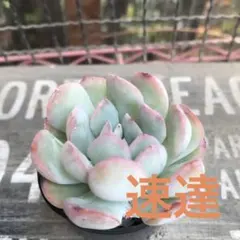 mika様 リクエスト 3点 まとめ商品