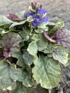 ミキ様 リクエスト 2点 まとめ商品
