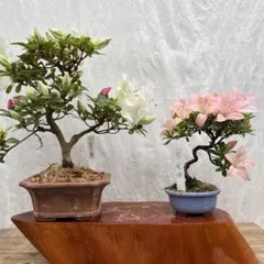 葛さん様 リクエスト 2点 まとめ商品