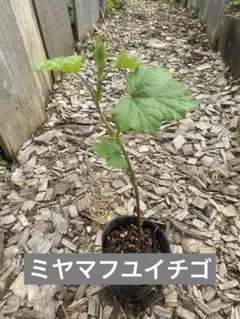 ココ♡ママ様 リクエスト 3点 まとめ商品