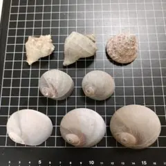 貝殻セット 様々なサイズと色