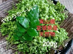 クール便！青森県産 実山椒 ☆採れたて200g+増量中 - メルカリ