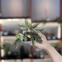 2026年最新】ベゴニア ジニー銀河の人気アイテム - メルカリ