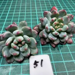 あーーきーー様 リクエスト 2点 まとめ商品