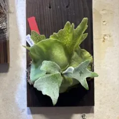 2026年最新】willinckii cloudの人気アイテム - メルカリ