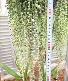 多肉植物エンジェルティアーズ錦　長めのカット　ハガキサイズの箱いっぱい