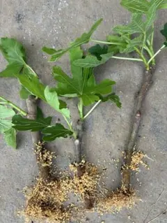 発根済み イチジク 挿し木 3本セットのサムネイル