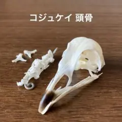 2026年最新】頭骨標本の人気アイテム - メルカリ