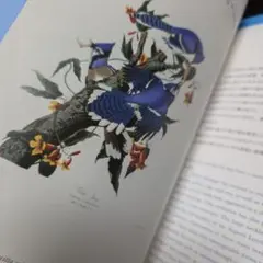 BIRDS IN PARADISE 展示ガイド