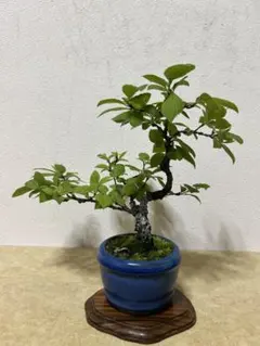 新緑・模様木】楓（カエデ）盆栽 樹高13cm×横幅12cm ミニ盆栽 鉢付き