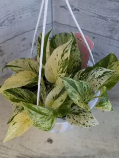 観葉植物 ポトス ステータス フェンス仕立て 7号鉢 観葉植物 - メルカリ