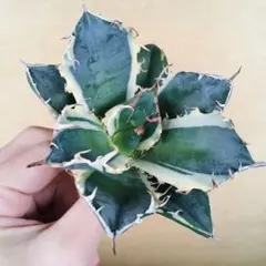 現地球TC】2 オアハカ オテロイ ドワーフコンパクト TC アガベ