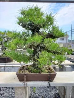 2025年最新】錦松盆栽の人気アイテム - メルカリ