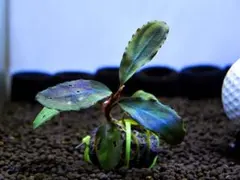 ブセファランドラ『アップルリーフ』【完全水中葉＆無農薬栽培】溶岩石活着株