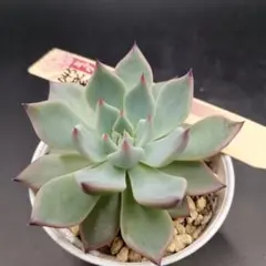 2026年最新】紫紺の矢 ミックスベリアの人気アイテム - メルカリ