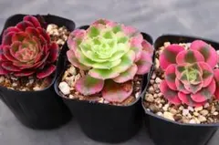 B＊多肉植物 アエオニウム サラダボール 抜き苗1ポット分 ＊ - メルカリ