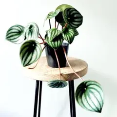 スイカぺぺ ペペロミア サンデルシー Sサイズ 観葉植物 calm cafe