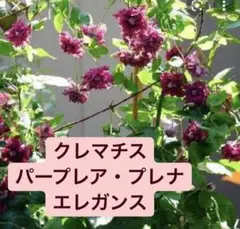 速達便発送　せつばあば様 リクエスト 2点 まとめ商品