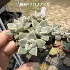 多肉植物 ロッティー×プロリフィカ② 古都の葉さん - メルカリ